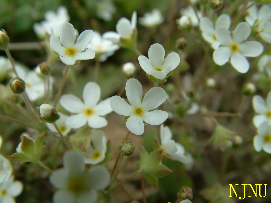  p> a href="#" data-lemmaid="7800333">长叶点地梅 /a>,androsace