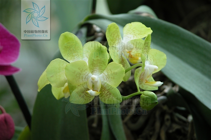 phalaenopsis wilsonii rolfe