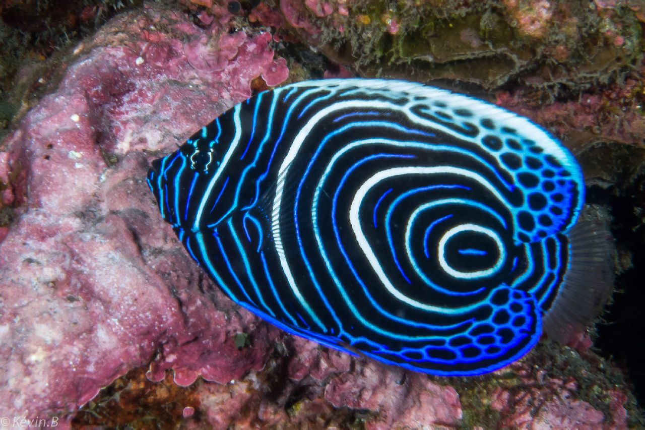 pomacanthus imperator