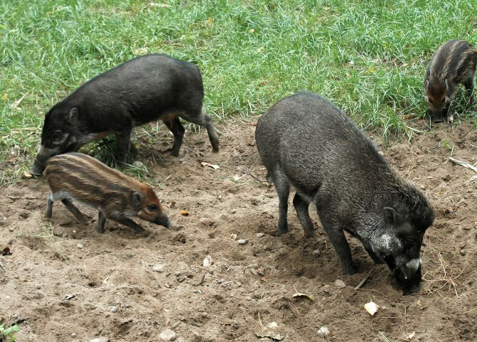  p>米沙鄢野猪(学名: i>sus cebifrons /i>):头体长约100厘米;雌性