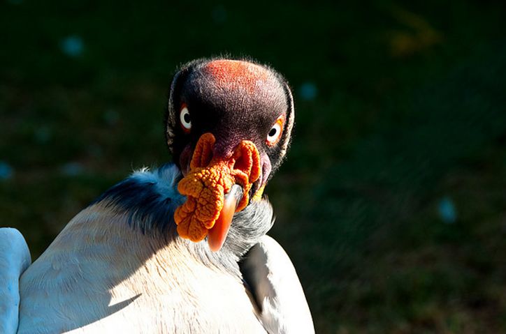  p>王鹫(学名:sarcoramphus papa),又名国王秃鹫,是大型食腐鸟类.