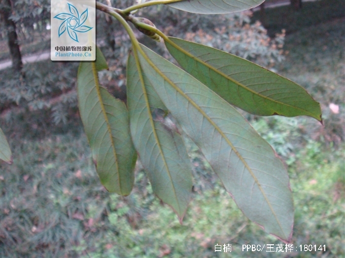  p>白楠(学名: i>phoebe neurantha /i> (hemsl.