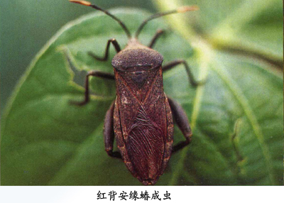 昆虫名,为半翅目,缘蝽科.分布在吉林,江西,福建,广东等省