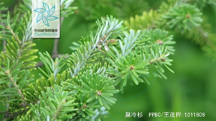  p>臭冷杉(拉丁学名: b>abies /b>  b>nephrolepis /b> (trautv.