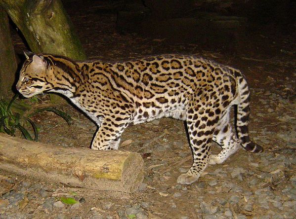  p>虎猫指名亚种是一种 a href="#" data-lemmaid="230981">猫科 /a>