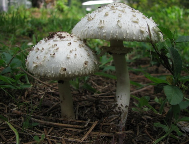  p>大青褶伞(学名: i>chlorophyllum molybdites /i>  (g. mey.