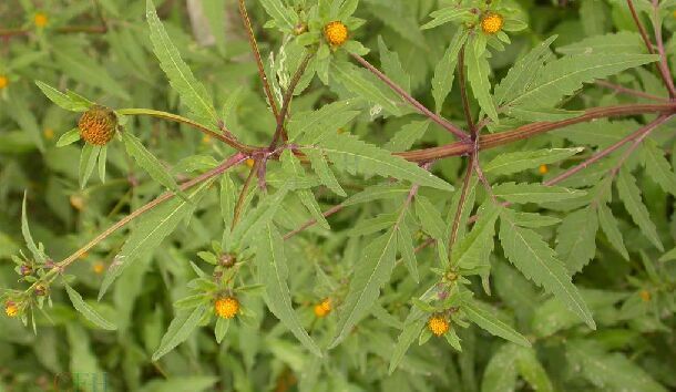  p>羽叶鬼针草(学名: i>bidens maximowicziana  /i> oett.