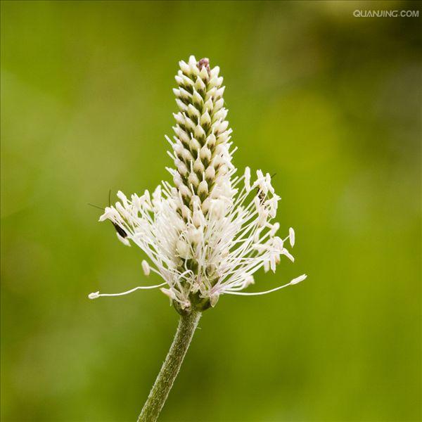  p>长叶车前(学名: i>plantago lanceolata /i> l.