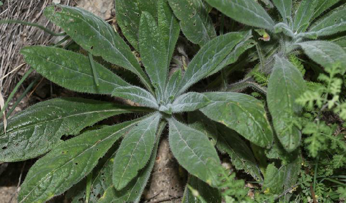  p>滇紫草属( a target="_blank" href="/item/学名/8074290" data