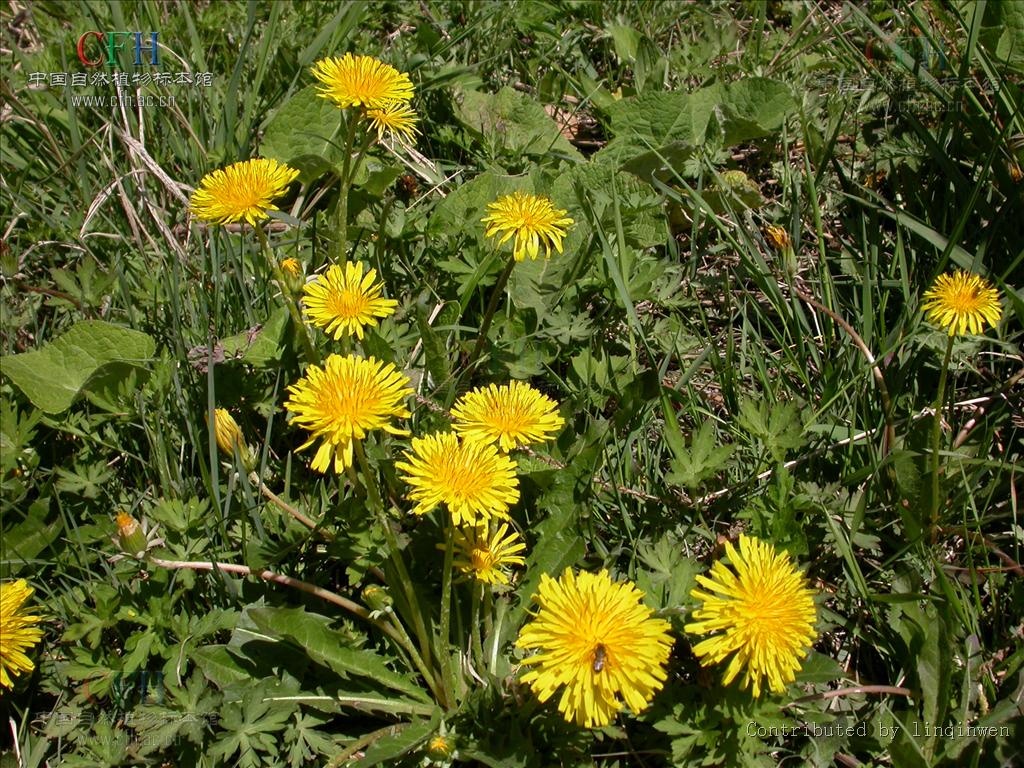  p>亚洲蒲公英(学名: i>taraxacum asiaticum  /i>dahlst.