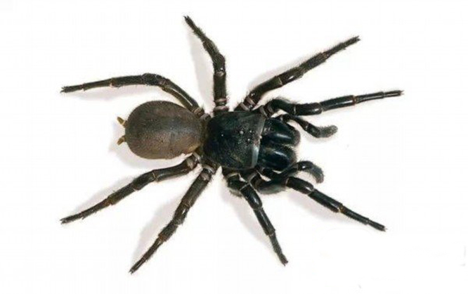 funnel-web spider