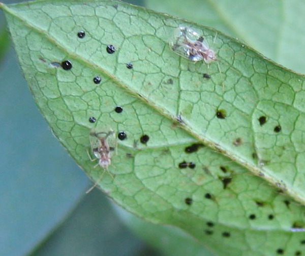  p>杜鹃花冠网蝽, i>stephanitis nashi /i> esaki et takeya,为