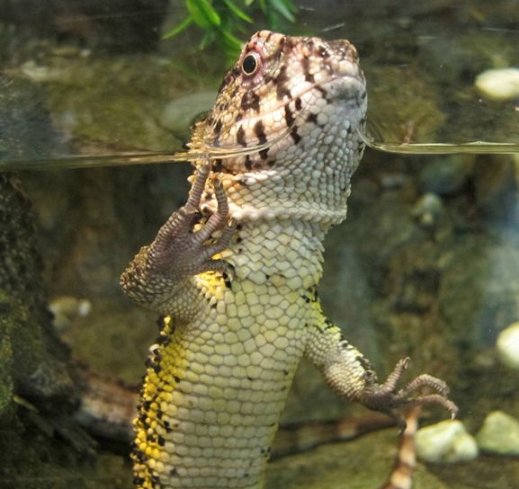  p>鳄蜥(学名: i>shinisaurus crocodilurus /i>):是爬行动物中比较