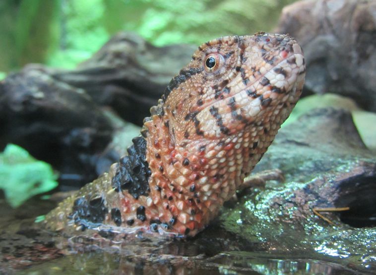  p>鳄蜥(学名: i>shinisaurus crocodilurus /i>):是爬行动物中比较