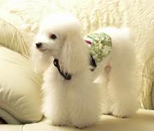贵宾犬