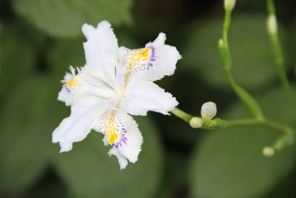 扇子花