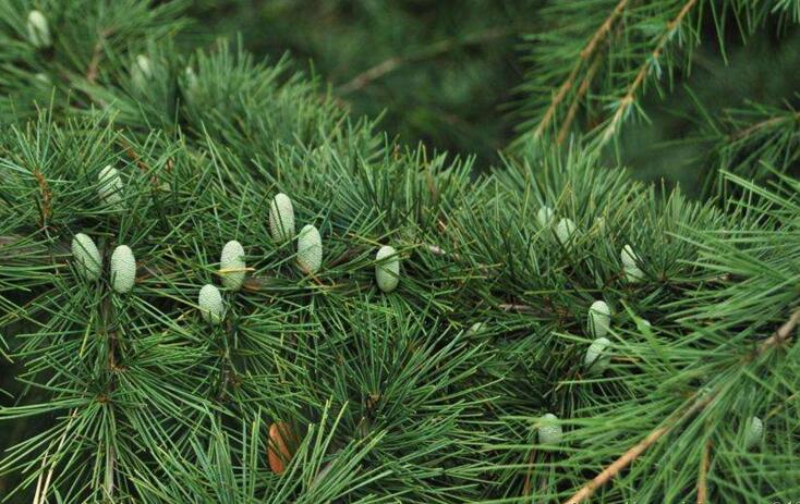  p>北非雪松(学名: i>cedrus atlantica /i> manetti)是松科,雪松属