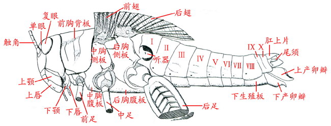 体黄褐色,头部颜面,额, a target="_blank" href="/item/口器/564821"