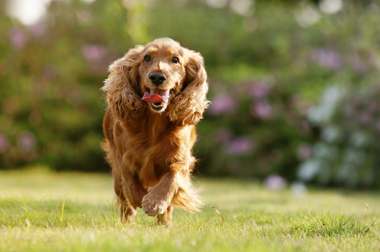  p>可卡颇犬( cockapoo),俗称 a href="#" data-lemmaid="9972949">