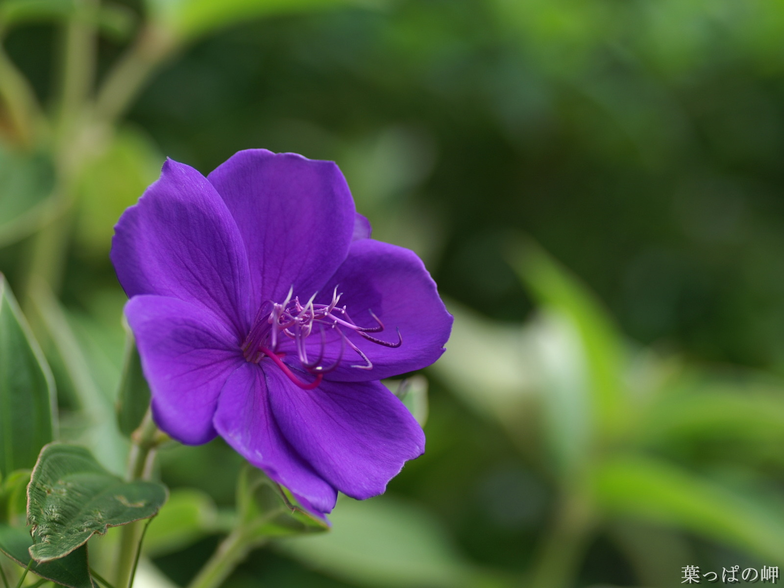 银毛野牡丹(变种)