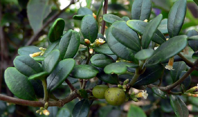  p>链珠藤(学名:alyxia sinensis champ. ex benth.