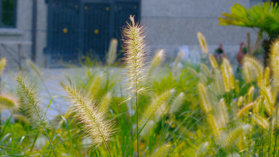  p>锋芒草(学名: b>tragus /b>&nbsp; b>mongolorum /b>&nbsp