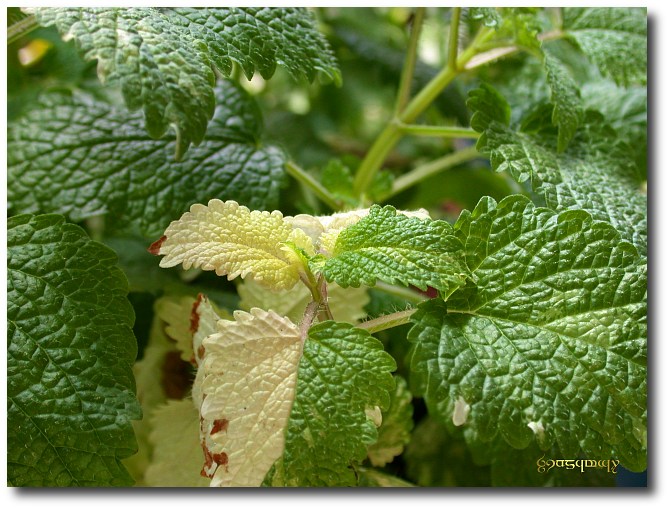  p>斑叶锦香草,产自广西西南部,为 a target="_blank" href="/item/双