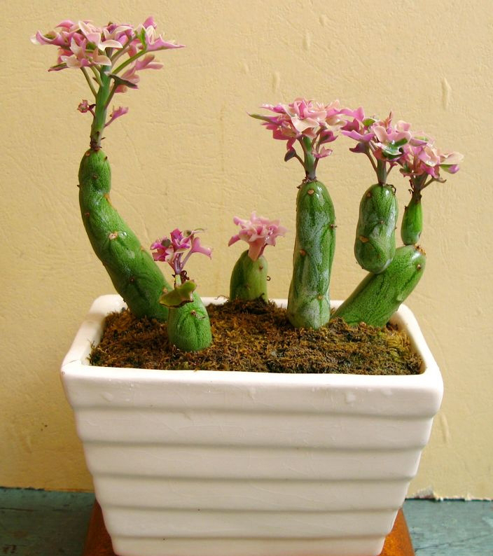 f.) sch.bip.)是菊科仙人笔属多年生常绿多肉植物.