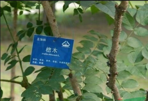 楤木：咱虽叫“檧”但绝对不怂_百科TA说