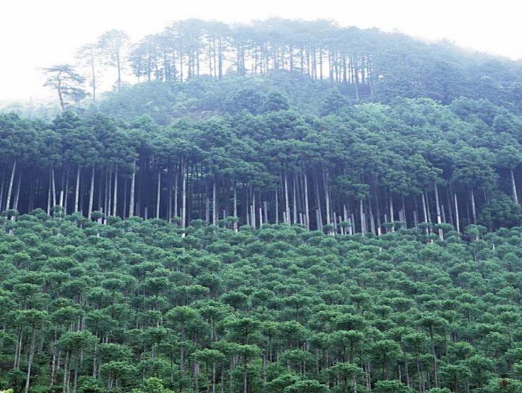大兴安岭松岭古里百万亩人工林