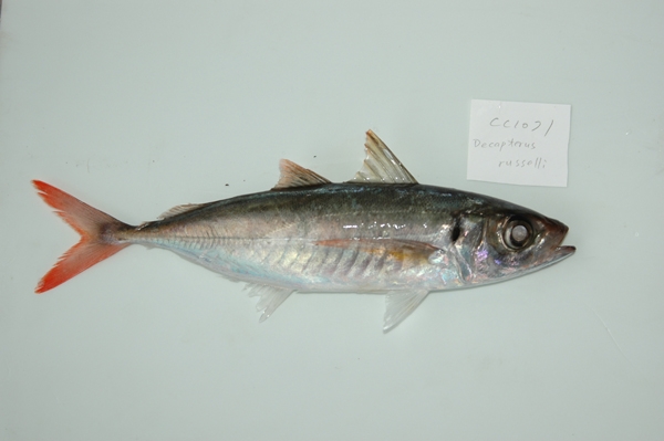  p>阔步鲹,又称黑鲹,俗名为甘仔鱼,为辐鳍鱼纲鲈形目鲈亚目 a href="