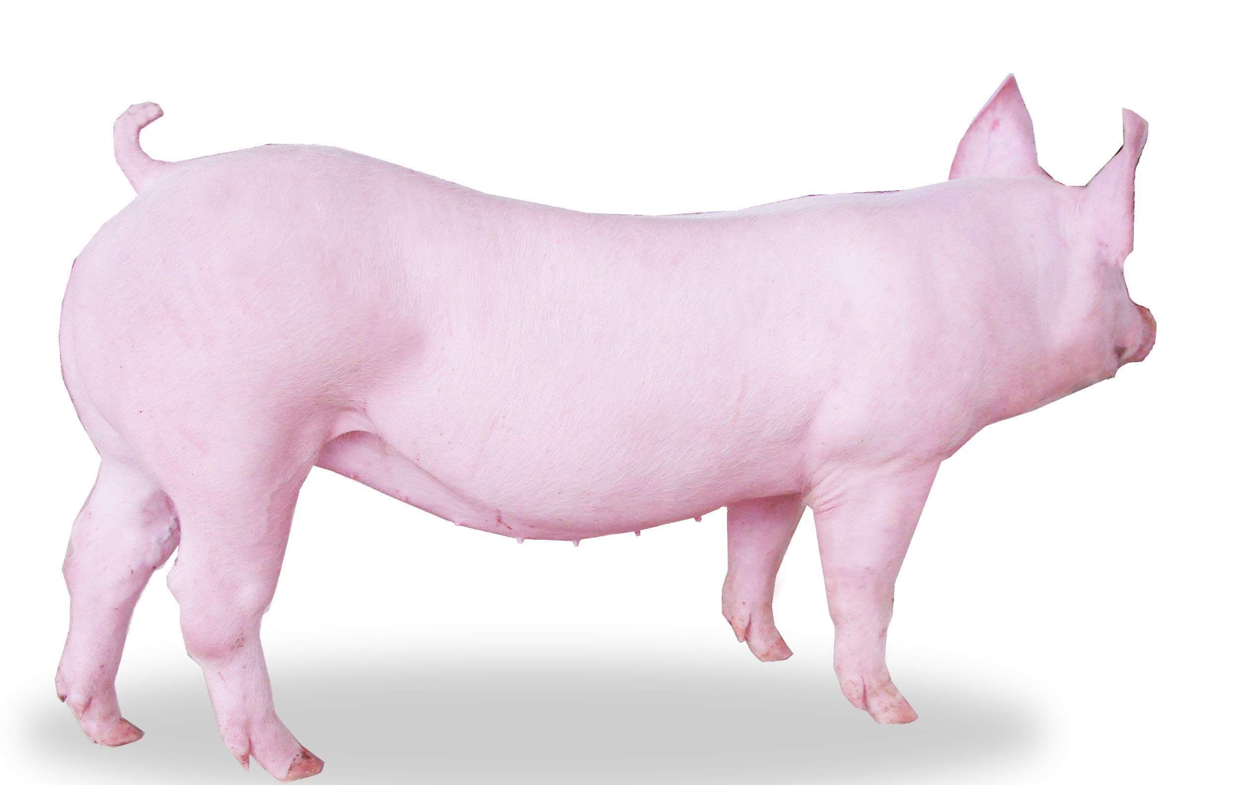 长白,英系长白,荷兰长白,法系长白,德系长白及丹麦长白猪合成的一种猪