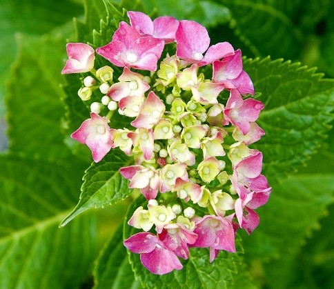 bosser)是茜草科团花属植物,落叶大乔木,高达30米;树干通直,基部略