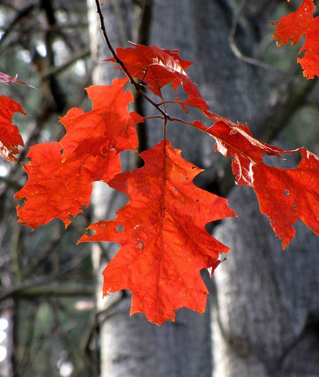  p>北美红栎(学名: i>quercus rubra /i>  l.