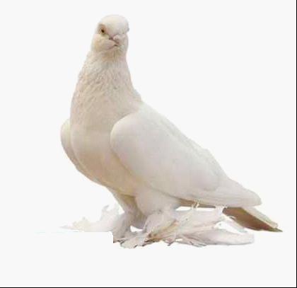白毛脚鸽