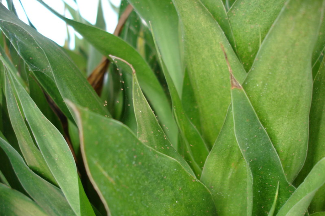  p>春尺蛾, i>apocheima cinerarius  /i>erschoff, a target="_blank