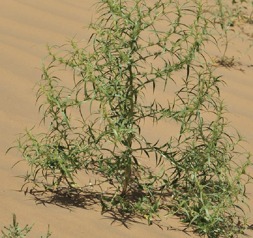  p>沙蓬(学名: i>agriophyllum squarrosum /i> (l.) moq.