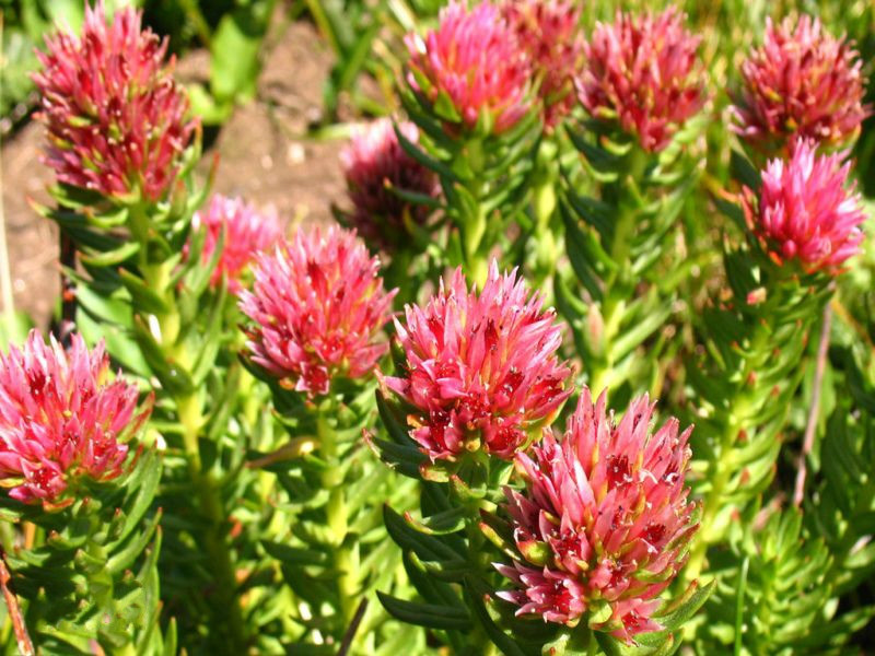  p>丽江红景天(学名:rhodiola likiangensis)是景天科 a target="