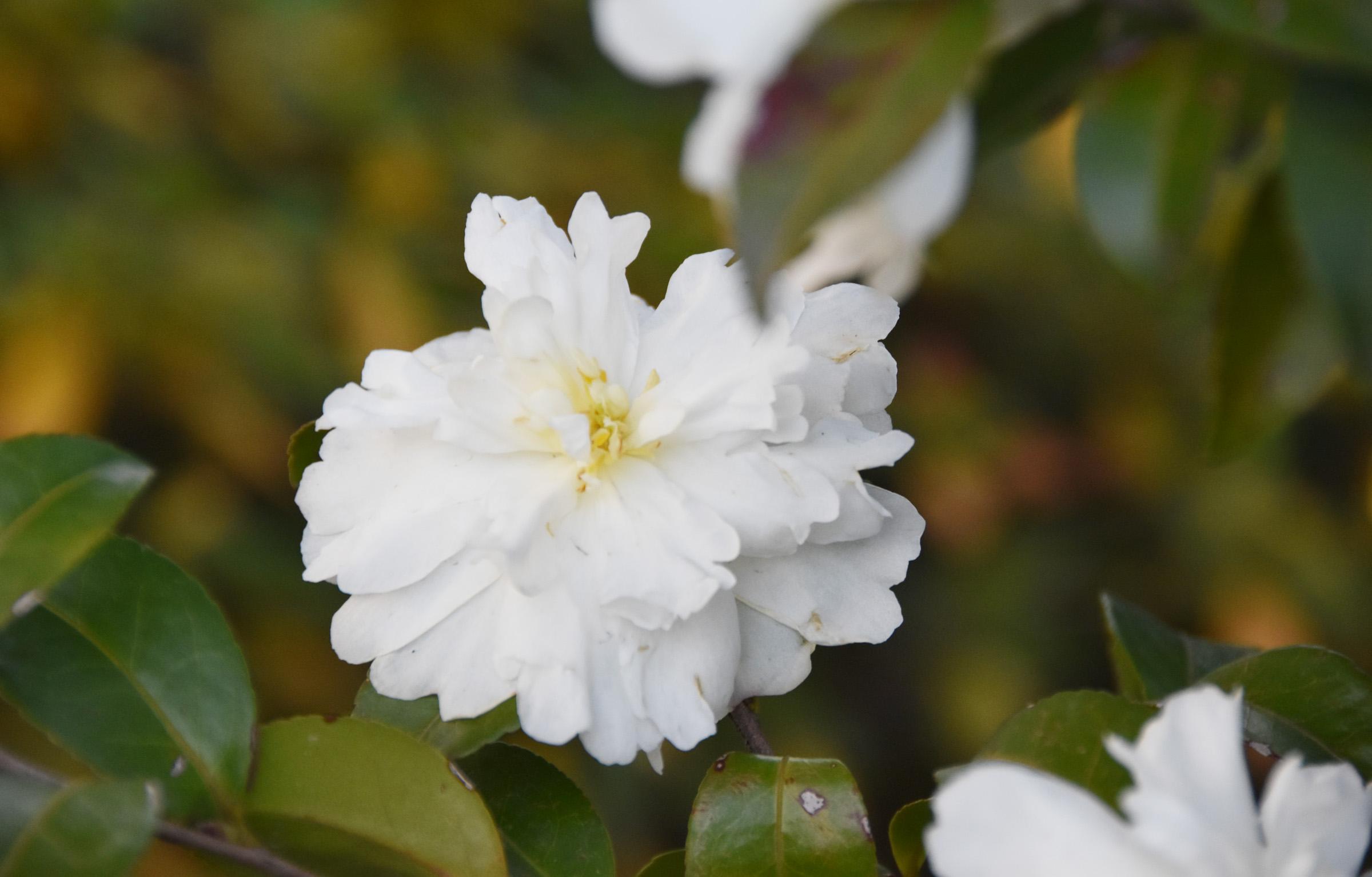 camellia sasanqua thunb.