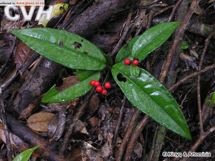 九管血(原变种)