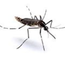 大劣按蚊