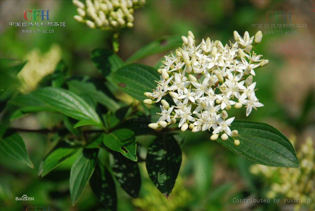 穿鱼藤