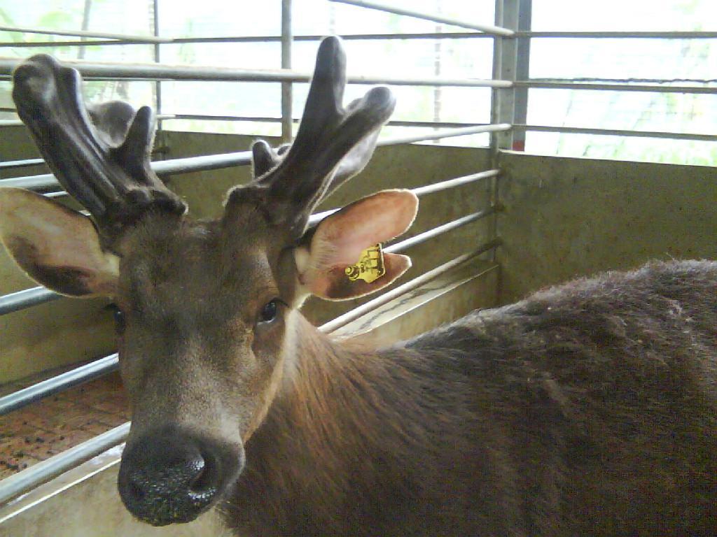  p>水鹿(学名: i>rusa unicolor /i>)体型粗壮接近 a target="_blank"