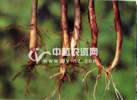 茶红根腐病