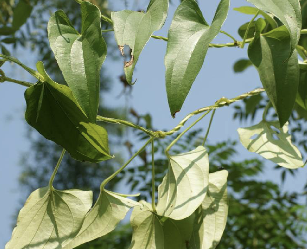  p>参薯( i>dioscorea alata /i> l.)是薯蓣科薯蓣属植物.