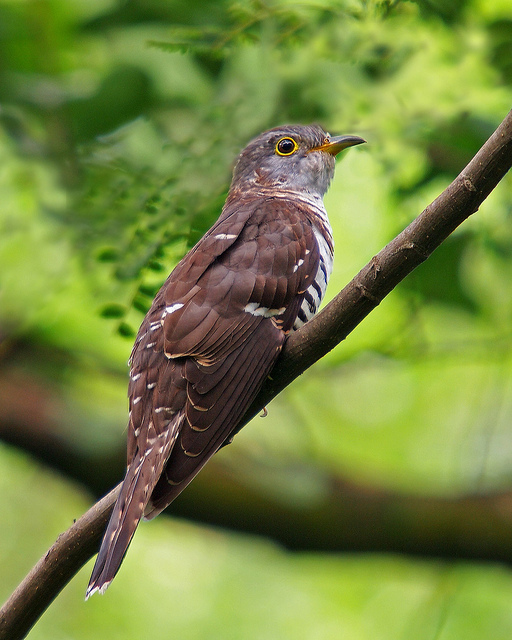  p>四声杜鹃(学名: i>cuculus micropterus /i>):是中型 a target="