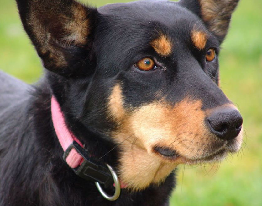 澳大利亚卡尔比犬