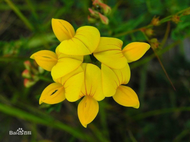  p>伊犁芒柄花,是 a target="_blank" href="/item/双子叶植物纲
