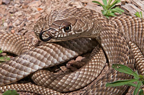 学名/8074290" data-lemmaid="8074290">学名 /a>:masticophis)是 a