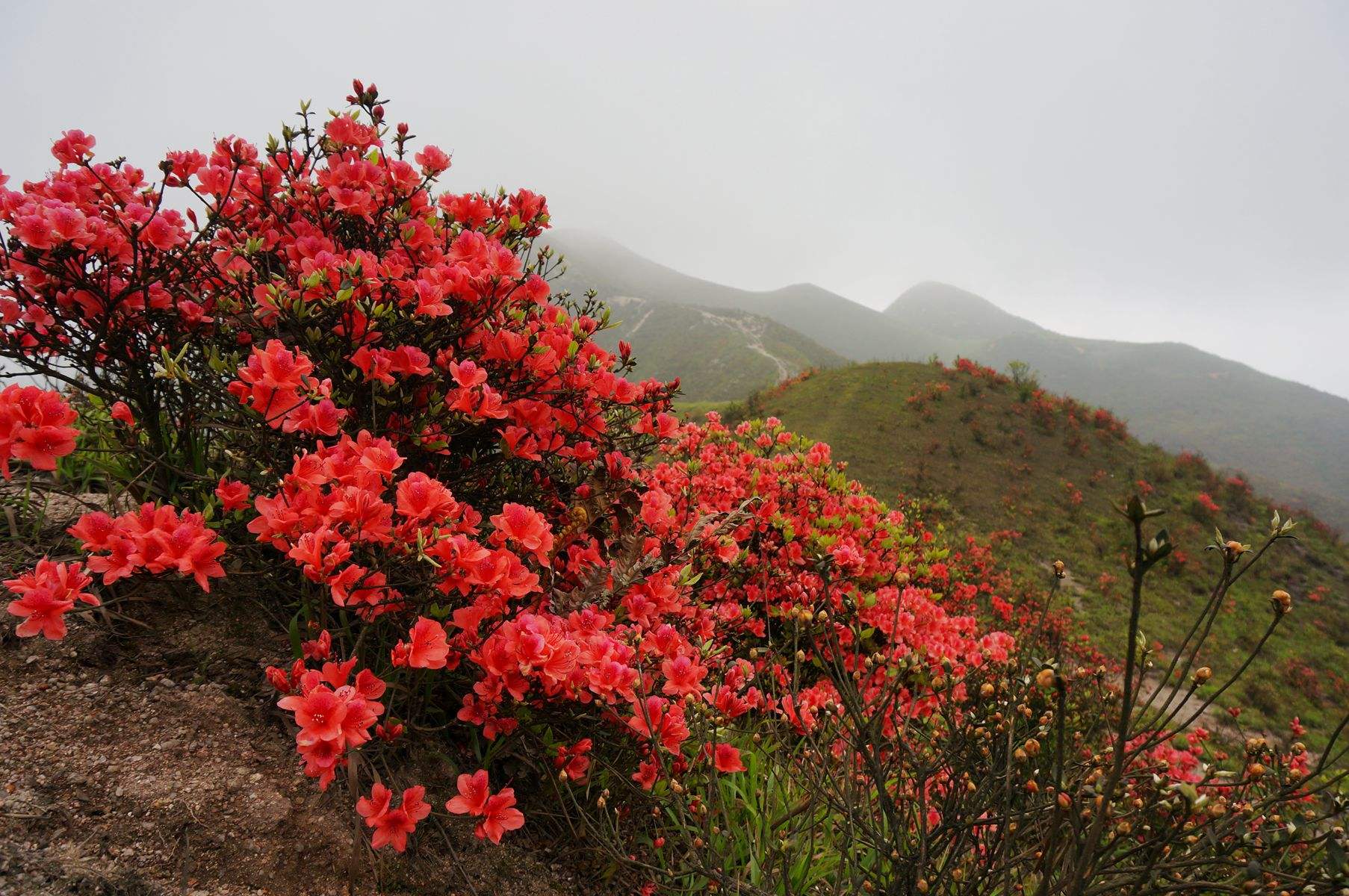  p> b>美艳杜鹃 /b>(学名: b> i>rhododendron /i> /b> i>  /i> b> i>
